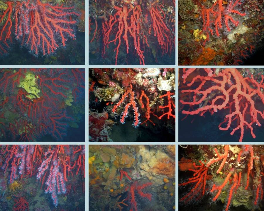 Corallo rosso Palinuro