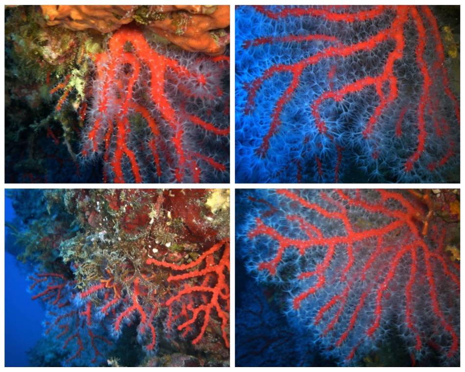 Corallo rosso Palinuro
