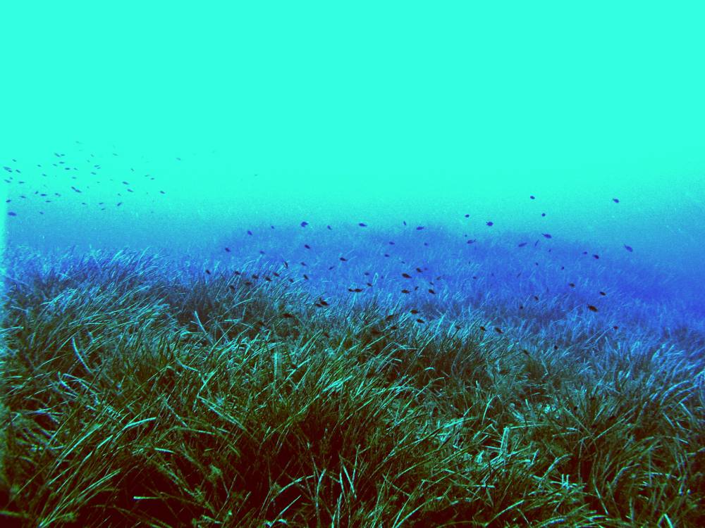 Posidonia oceanica