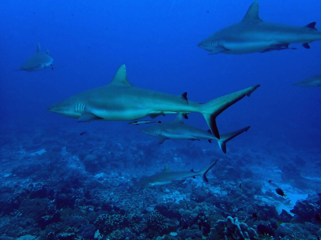 Gli squali: predatori o prede?