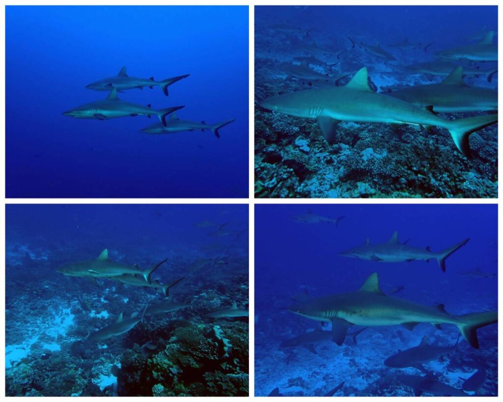 Gli squali: i custodi del mare!