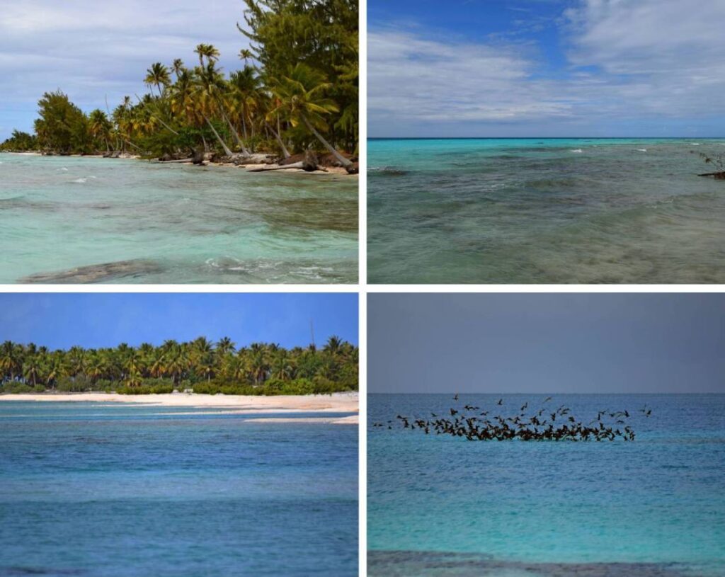 Collage di paesaggi della laguna di Tikehau visti durante il trasferimento in barca verso un motu privato, Polinesia Francese
