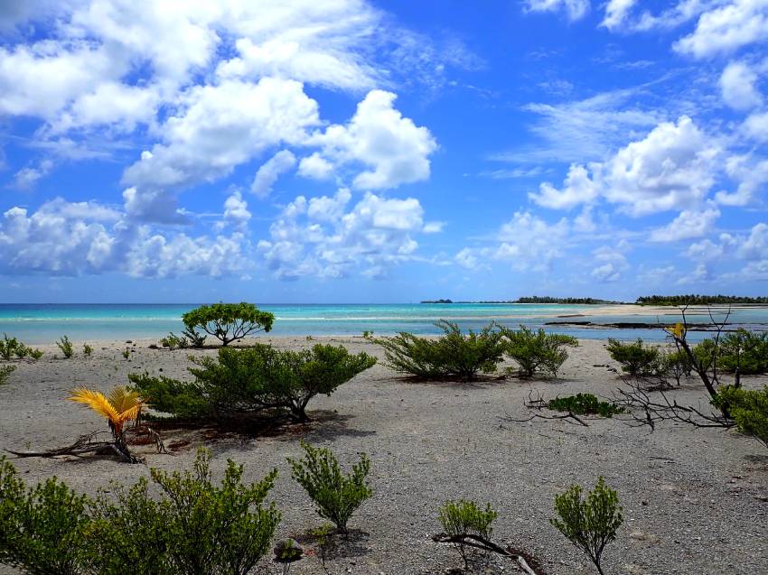 Scorcio del mare dai colori intensi a Tikehau con cespugli che crescono sulla spiaggia, Polinesia Francese