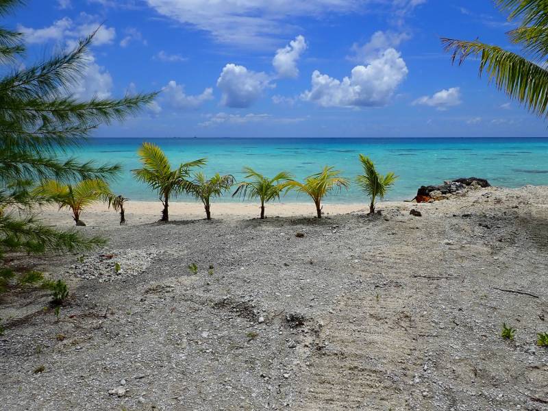 Quattro palme allineate davanti al mare turchese di Tikehau, Polinesia Francese