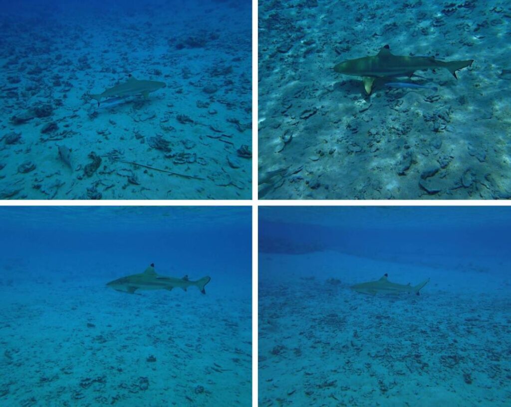 Collage di squali pinna nera che nuotano liberamente in un hoa a Tikehau, nella laguna della Polinesia Francese
