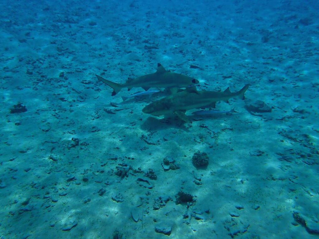 Due squali pinna nera che si incrociano in un hoa a Tikehau, accompagnati dalle loro remore, nella laguna della Polinesia Francese