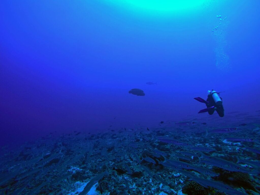 Guida subacquea a Tikehau accanto a un grande pesce Napoleone, con un banco di barracuda che nuota sopra una barriera corallina nel Tuheiava Pass