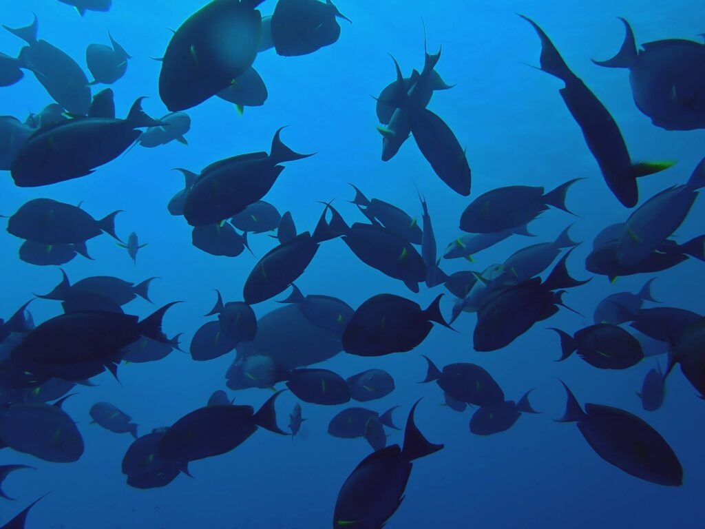 Banco di pesci chirurgo fotografato dal basso durante un’immersione al Tuheiava Pass di Tikehau, Polinesia Francese