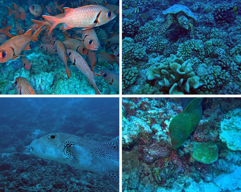 Collage di immersione al Tuheiava Pass di Tikehau con una murena verde, un pesce palla mappa, pesci soldato e una tartaruga sulla barriera corallina
