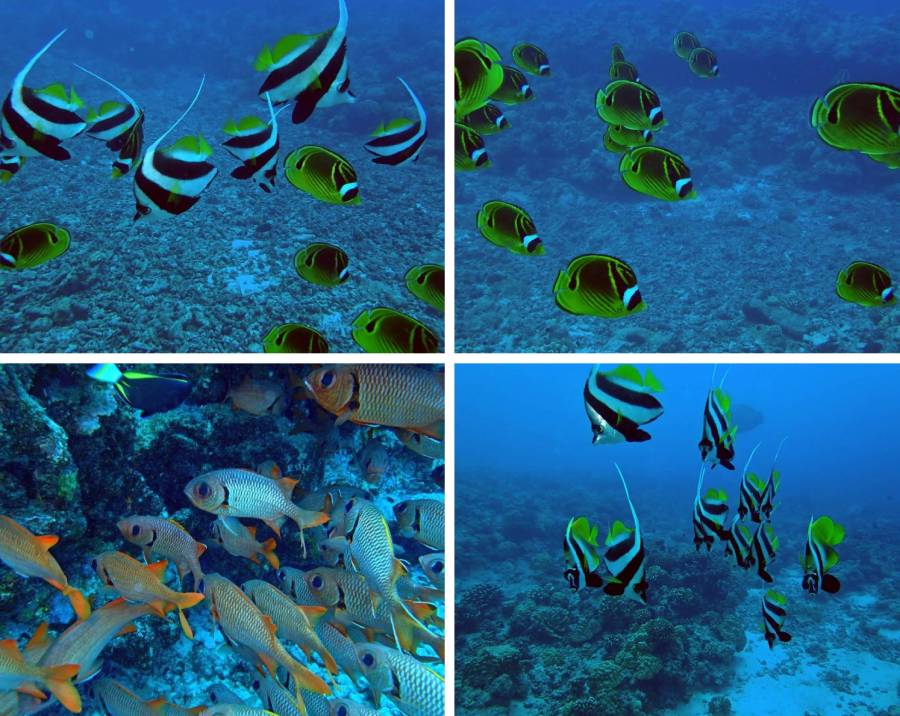 Collage di immersione al Tuheiava Pass di Tikehau con pesci soldato, pesci farfalla bandiera e pesci farfalla procione tra la barriera corallina