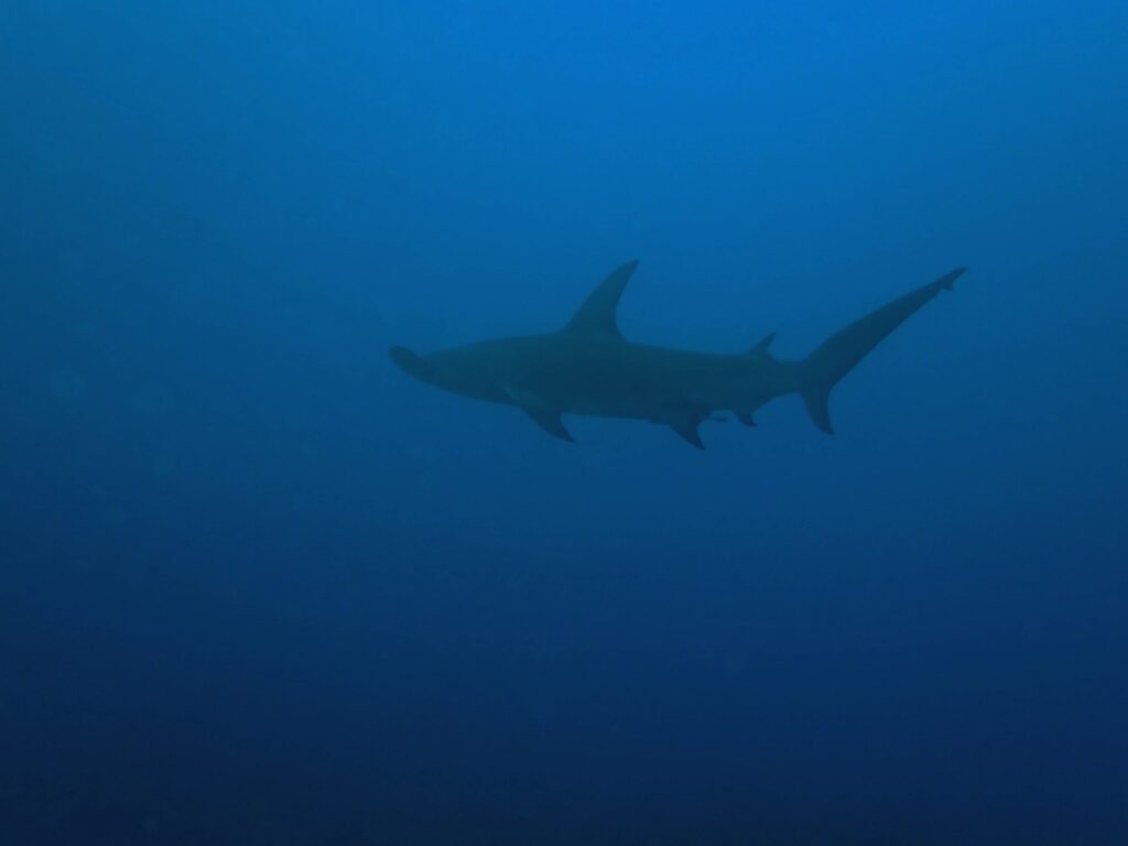 Squalo martello che nuota vicino ai subacquei nel Tuheiava Pass di Tikehau, Polinesia Francese