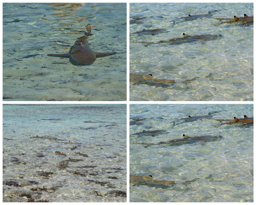 Collage con squali pinna nera che nuotano nell’acqua bassa e cristallina della Laguna Blu di Rangiroa