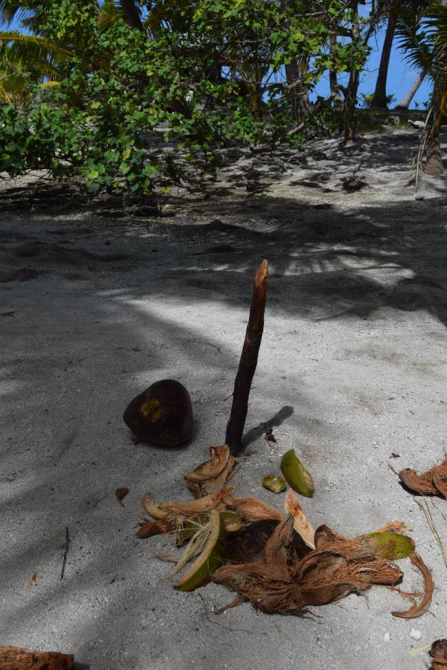 Apertura tradizionale del cocco a Rangiroa con un palo piantato nella sabbia per estrarne l’acqua fresca