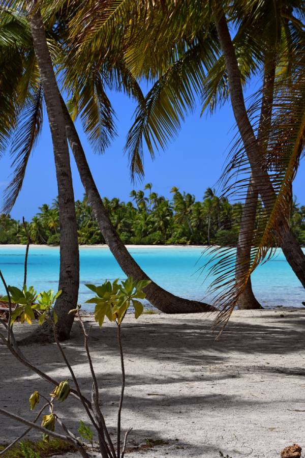 Scorcio della Laguna Blu di Rangiroa con mare dalle mille sfumature, palme ricurve e sabbia bianca finissima