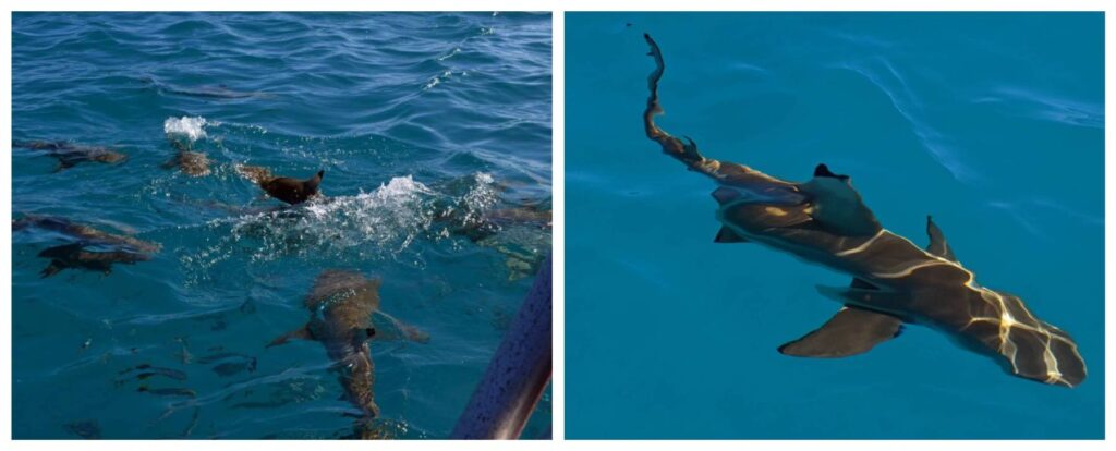 Collage con squali pinna nera in superficie a Rangiroa fotografati dalla barca durante la sosta per lo snorkeling prima del rientro dall’escursione alla Laguna Blu