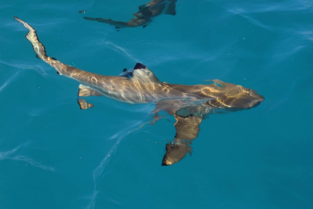 Squalo pinna nera in superficie nella Laguna Blu di Rangiroa fotografato dalla barca durante l’escursione