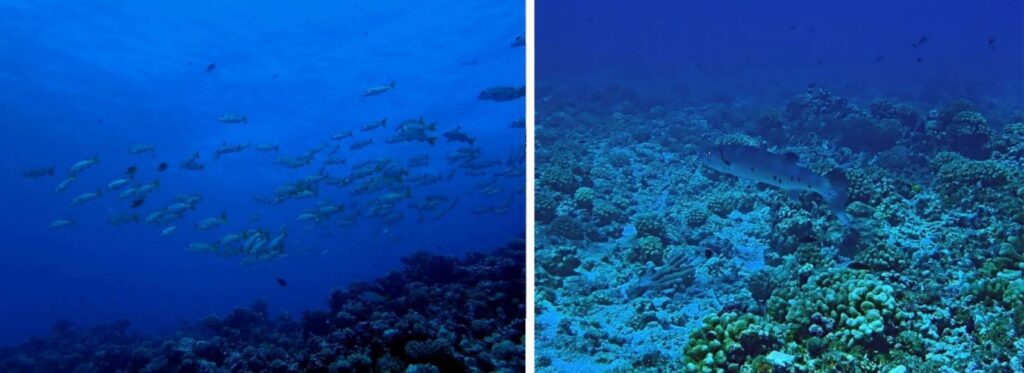 Collage di due immagini del Tiputa Pass di Rangiroa con un banco di pesci nel blu sopra il fondale corallino e un barracuda che nuota vicino alla barriera durante l'immersione