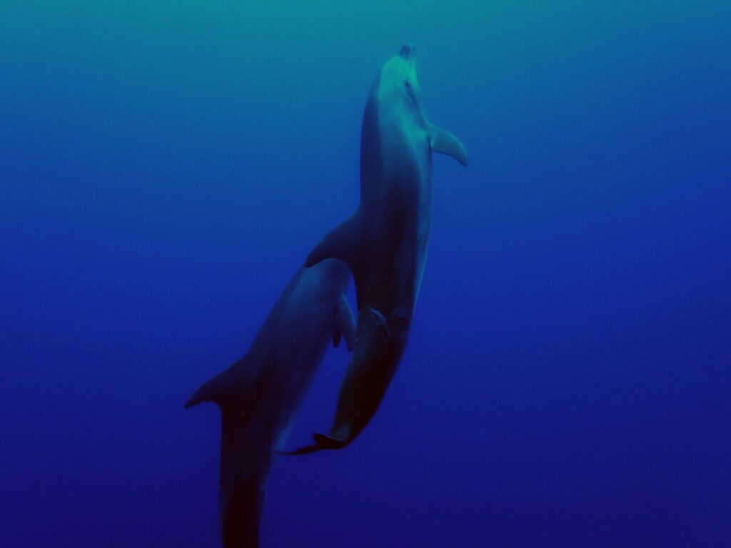 Due delfini tursiopi che nuotano vicini in verticale verso la superficie durante un'immersione al Tiputa Pass di Rangiroa