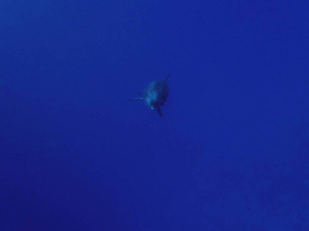 Primo piano del muso di un delfino tursiope che si avvicina ai subacquei durante un'immersione al Tiputa Pass di Rangiroa