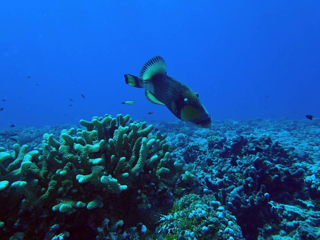 Pesce balestra che nuota sul fondale corallino del Tiputa Pass di Rangiroa durante un'immersione in Polinesia Francese