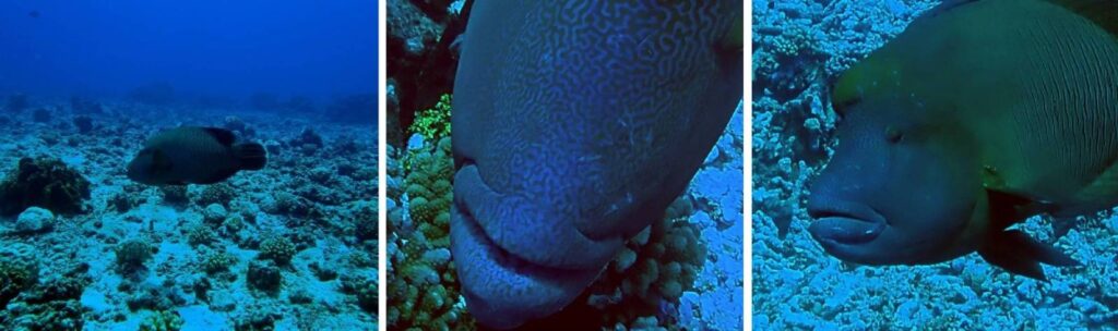 Collage di tre immagini di un pesce napoleone che nuota nel Tiputa Pass di Rangiroa, con un primo piano delle sue caratteristiche labbra