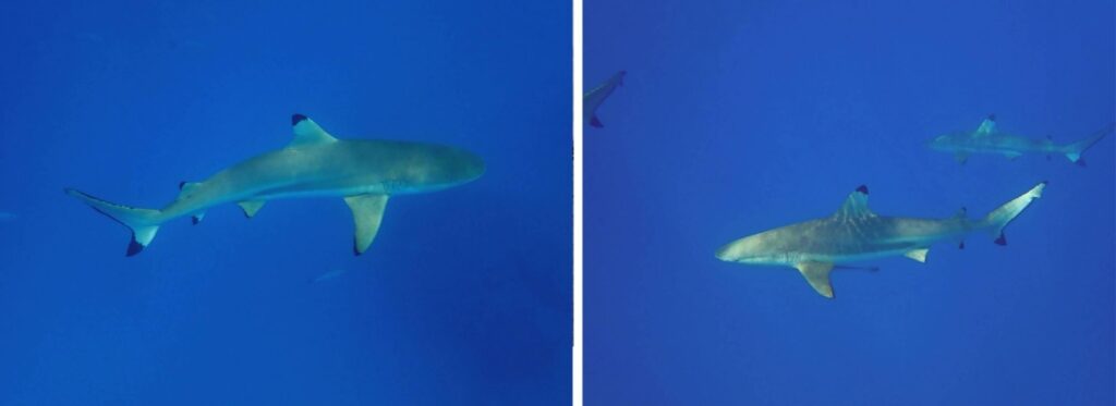 Due squali pinna nera che nuotano molto vicini ai subacquei nel blu del Tiputa Pass di Rangiroa durante un'immersione