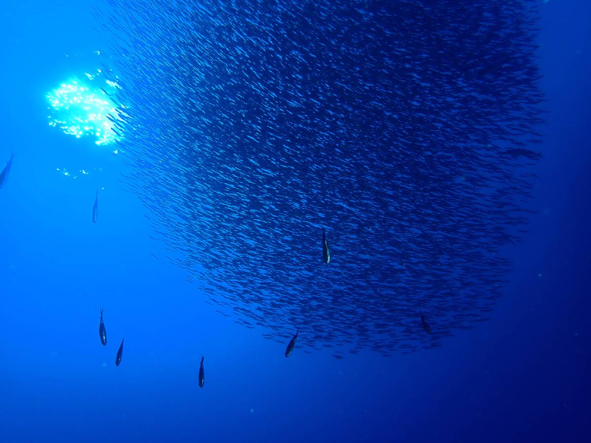 Migrazione dei pesci
