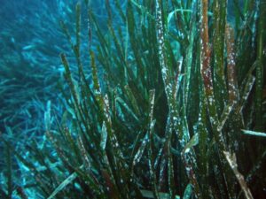 Posidonia oceanica