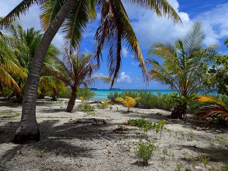 Scorcio di Tikehau con mare turchese, cielo azzurro e palme sulla spiaggia, Polinesia Francese