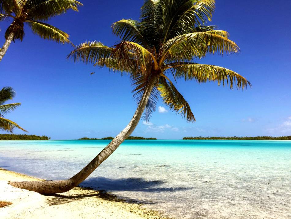 Palma tropicale sulla sabbia bianca della Laguna Blu di Rangiroa in Polinesia Francese