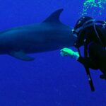 Immersioni a Rangiroa: il Tiputa Pass con i suoi delfini “domestici”
