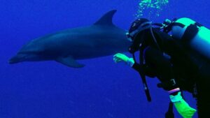 Subacquea che nuota verso un delfino tursiope durante un'immersione al Tiputa Pass di Rangiroa in Polinesia Francese