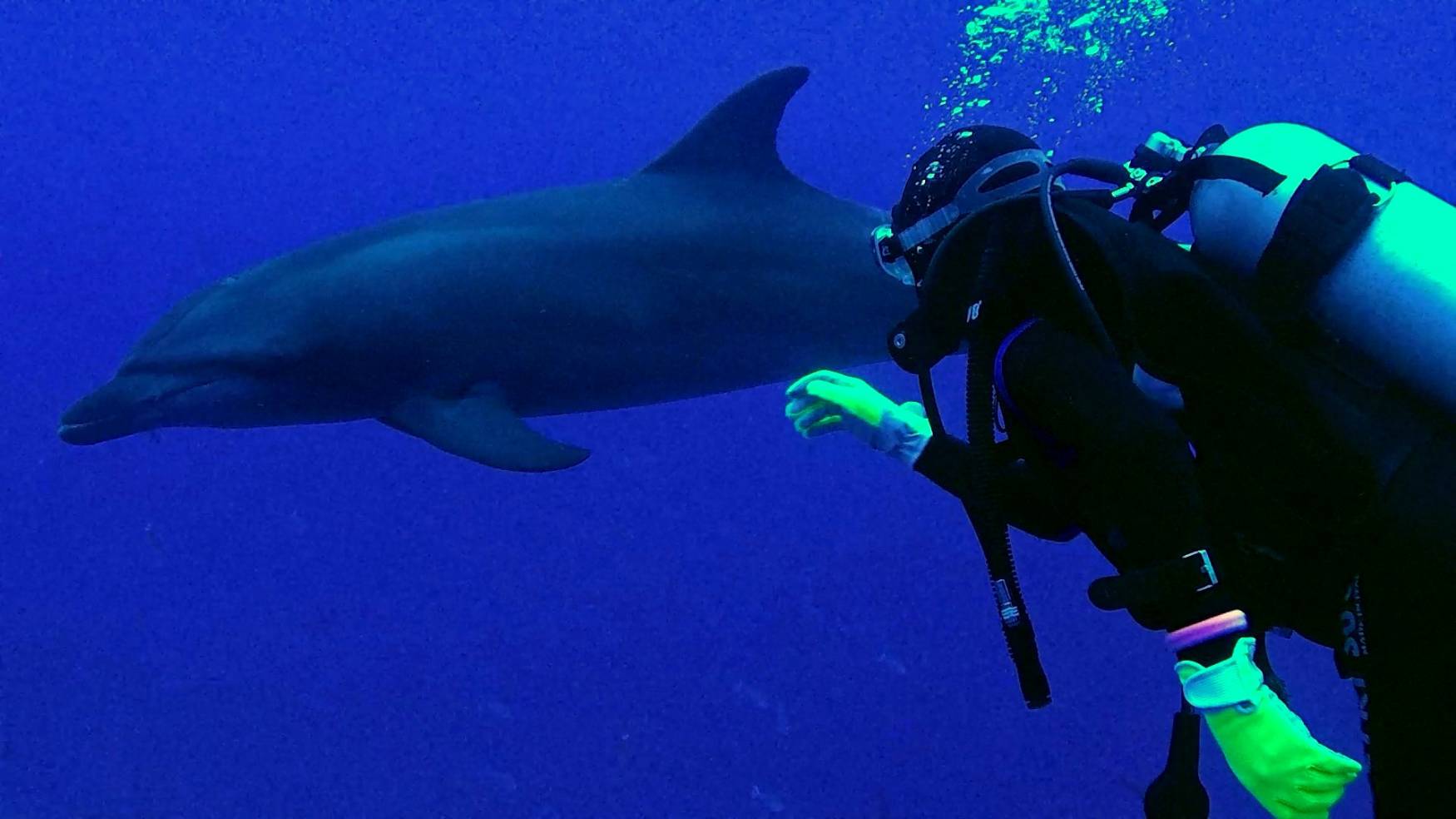 Subacquea che nuota verso un delfino tursiope durante un'immersione al Tiputa Pass di Rangiroa in Polinesia Francese